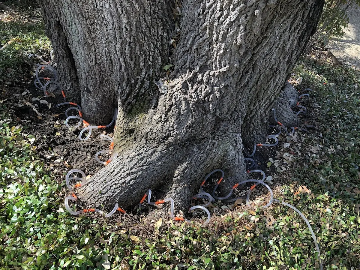 Detailed Tree Cabling and Bracing job site in Grand Ronde