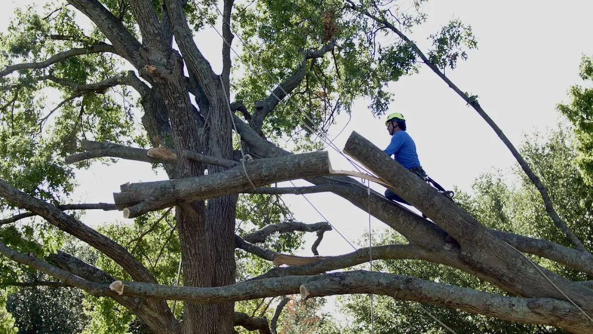 Professional Crown Thinning performed by certified arborists in Grand Ronde