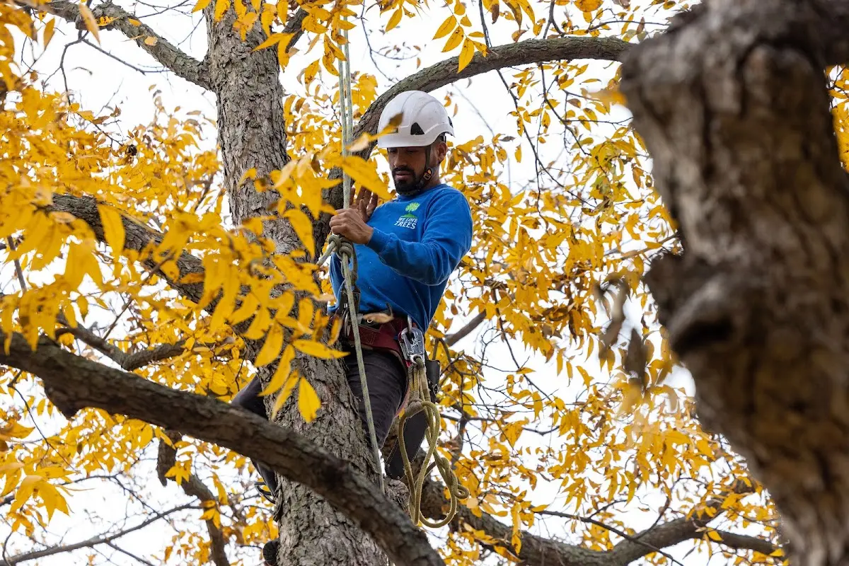 Skilled Tree Pruning crew working in Grand Ronde