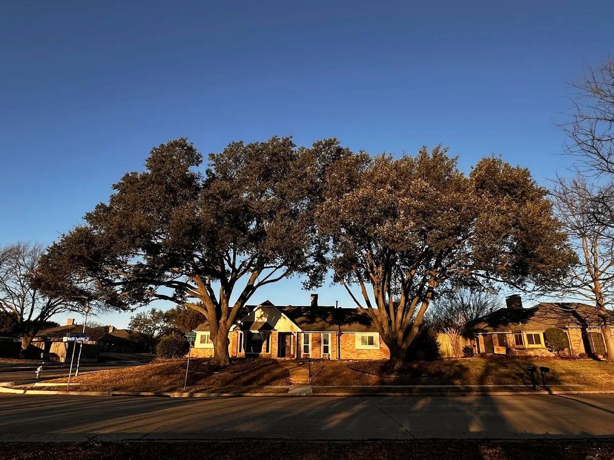 Established residential canopy tree shading a home in Grand Ronde